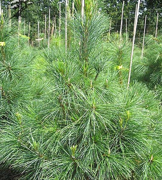 Сосна румелийская/балканская (Pinus peuce P9 15-20)