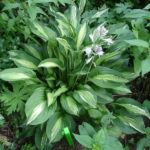 Хоста Hosta Mata Hari