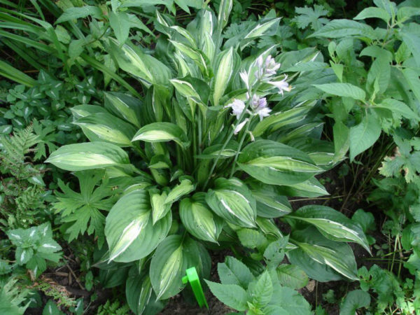 Хоста Hosta Mata Hari