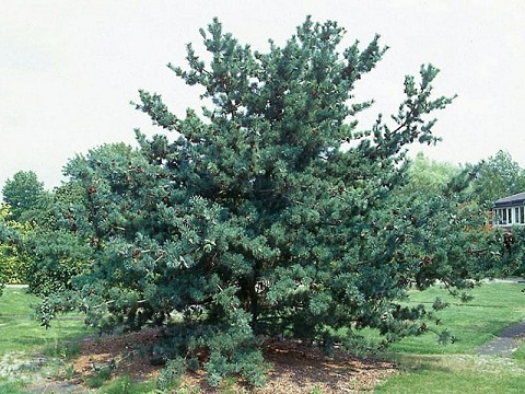 сосна мелкоцветковая Glauca