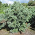 Pinus Schoons Bonsai 2 e14448204946501