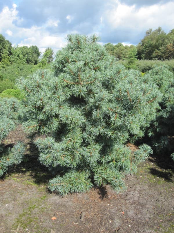 Pinus-Schoons-Bonsai-2-e14448204946501