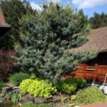 Pinus par Tempelhof big 1