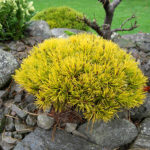 9218 1203 d vyrp12 21Pinus mugo WINTER GOLD 3