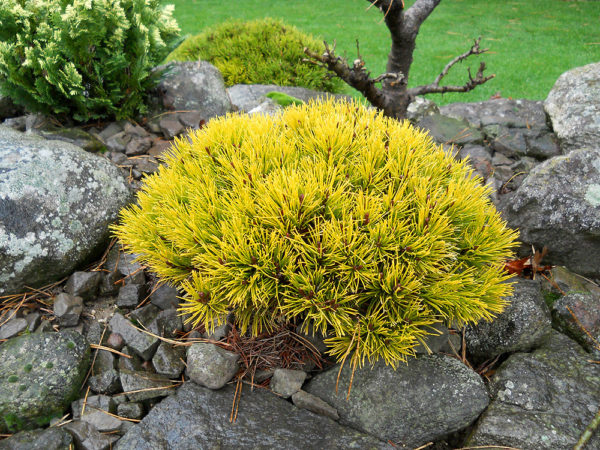 9218_1203_d__vyrp12_21Pinus mugo WINTER GOLD 3