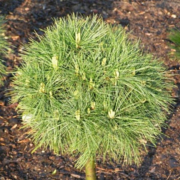Pinus-strobus-Greg-744002-1