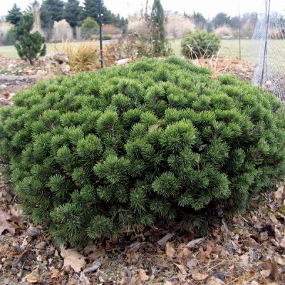 28084-sosna-gornaya-mops-400x400