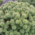 Pu is kalnin Pinus mugo Litomy l 1