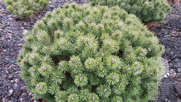 Pu-is-kalnin-Pinus-mugo-Litomy-l-1