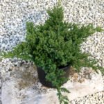 Juniperus procera nana