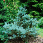 Picea pungens Mecki6dd1ee03e8428ab3