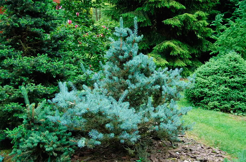 Picea-pungens-Mecki6dd1ee03e8428ab3