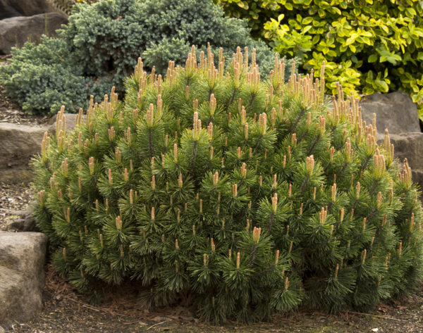 d181d0bed181d0bdd0b0-d0b3d0bed180d0bdd0b0d18f-d0bfd183d0bcd0b8d0bbd0b8d0be-pinus-mugo-d180umilio-d1812-10-20-1