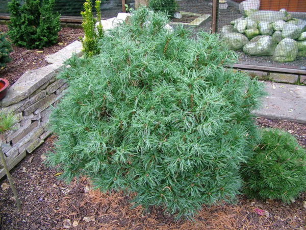 pinus-strobus-tiny-kurls-1