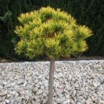 1649599980 43 vsegda pomnim com p sosna karstens vintergold foto 45