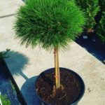 sosna girska pinus montana 2rs9t4TsiLj