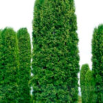thuja columna