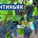 frontinyak 3
