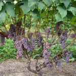 kanadis 2