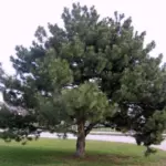 nigra3