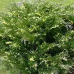 variegata