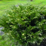 andora1