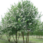 cheryomuha 3
