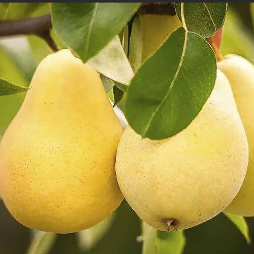 груша уралочка 2 груша уралочка 2