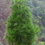 vertitsilata1
