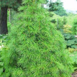 vertitsilata2